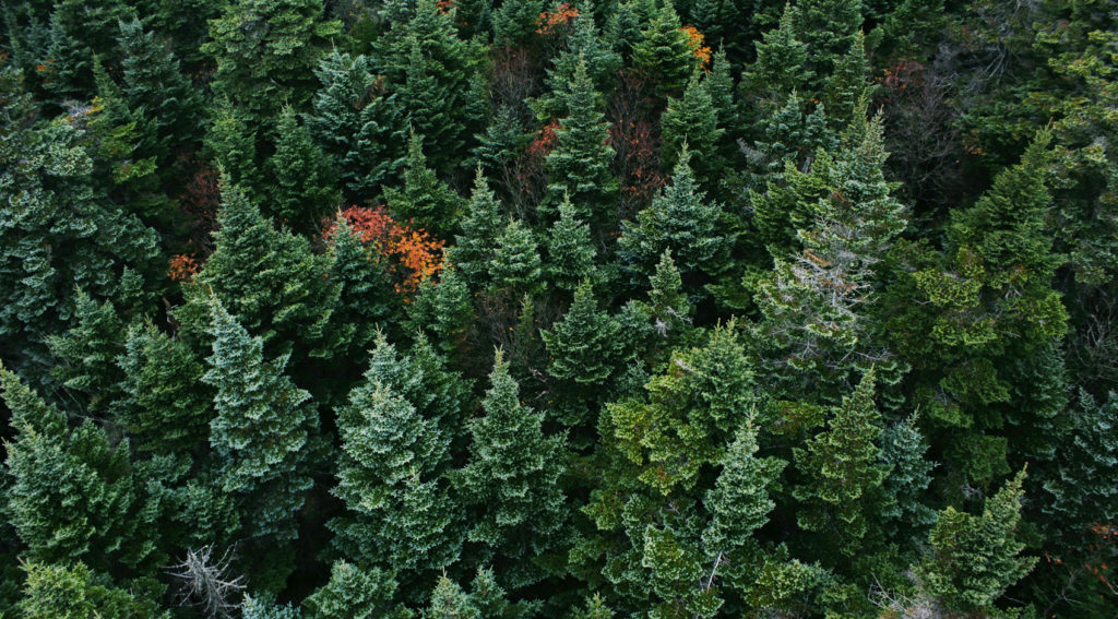 Lush green forest with a mix of evergreen trees and autumn foliage.